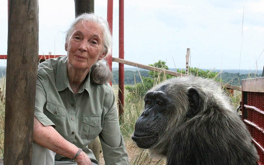 Jane Goodall junto a la chimpancé rescatada LaVielle en el centro de rehabilitación Tchimpounga Chimpanzee Rehabilitation Center en la República del Congo. Foto:©Jane Goodall Institute/Fernando Turmo