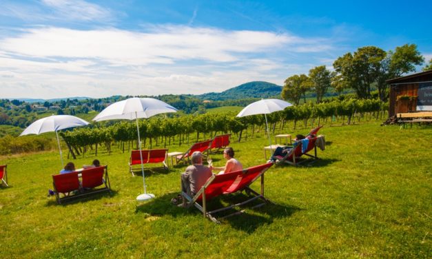 ¿Qué tal un vino entre viñedos, en … Viena?