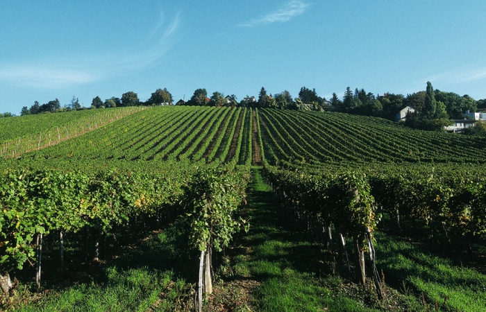 Weinkultur Weinterrasse. Foto: ©WienTourismus, por Karl Thomas