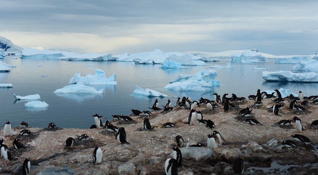 Pingüinos en la Antártida