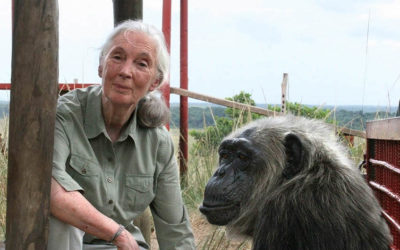 Jane Goodall, uno de esos homo sapiens extraordinarios